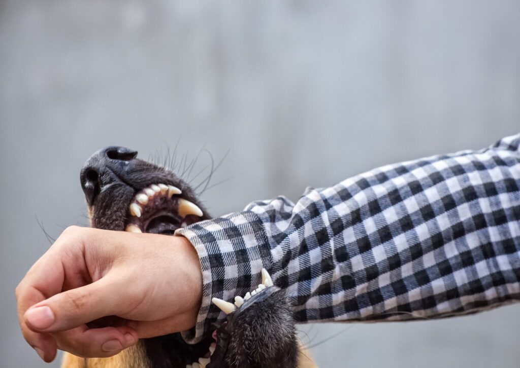 A dog biting an arm