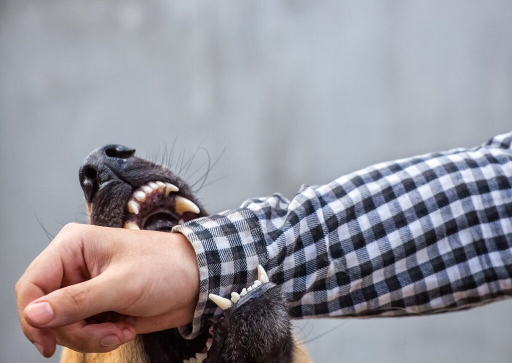A dog biting an arm