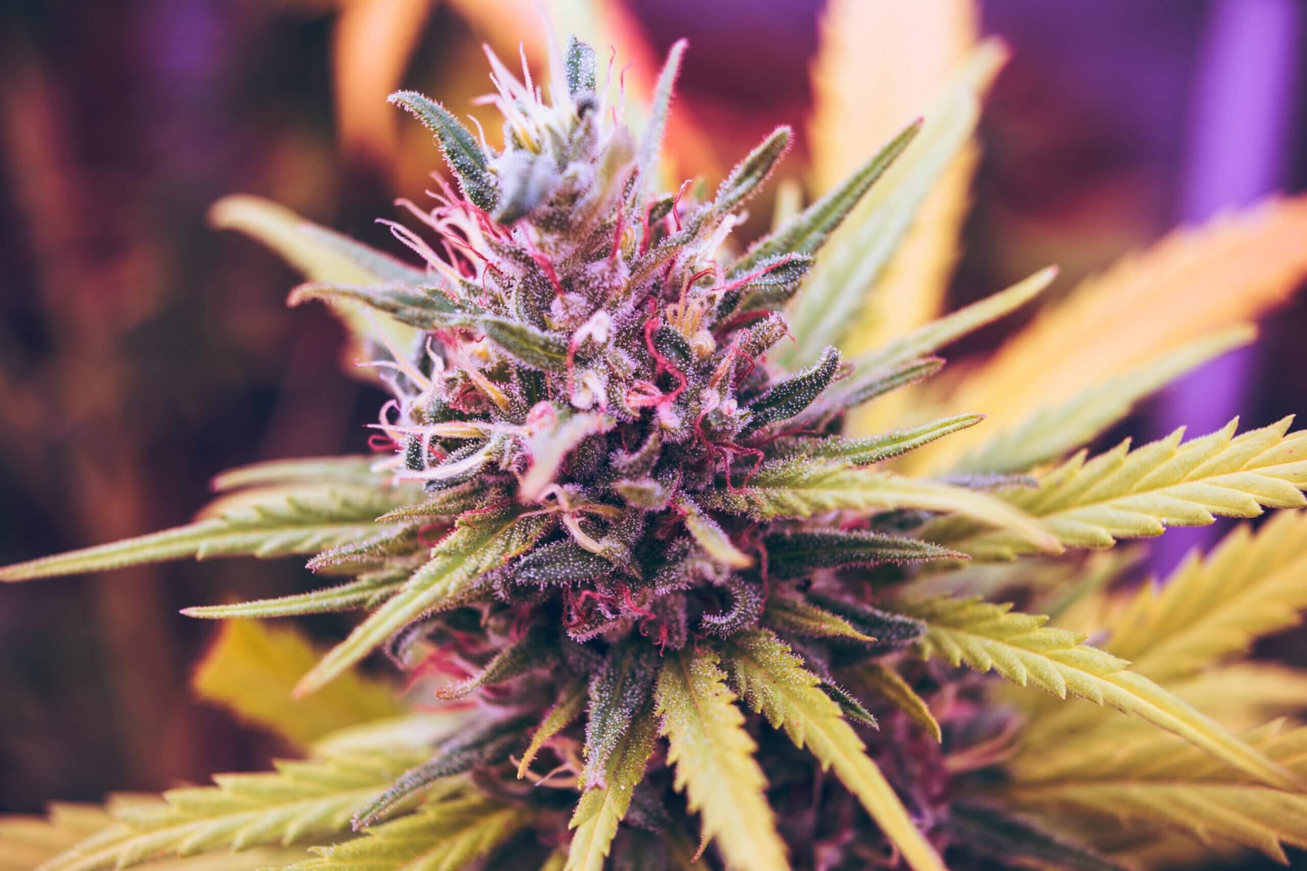 exotic weed