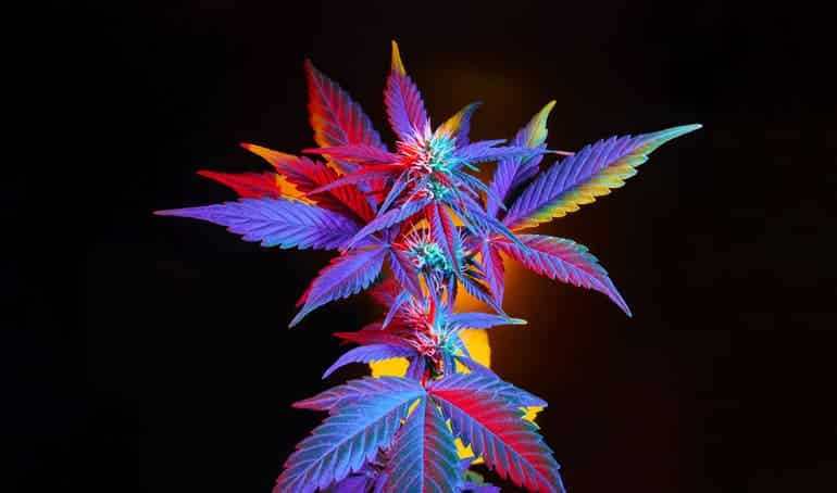 Cannabis with multicolored vibrant leaves