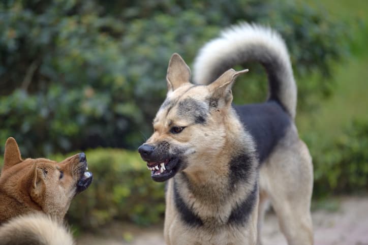 two dogs growling at each other