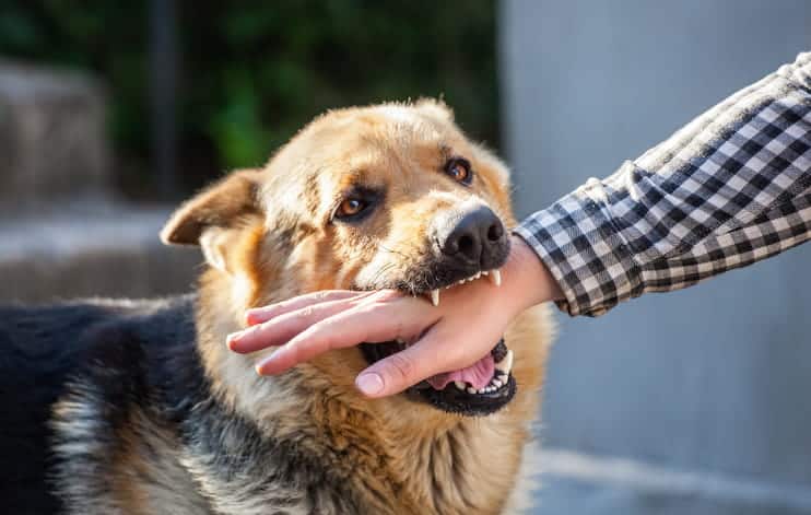 A dog biting a person's hand